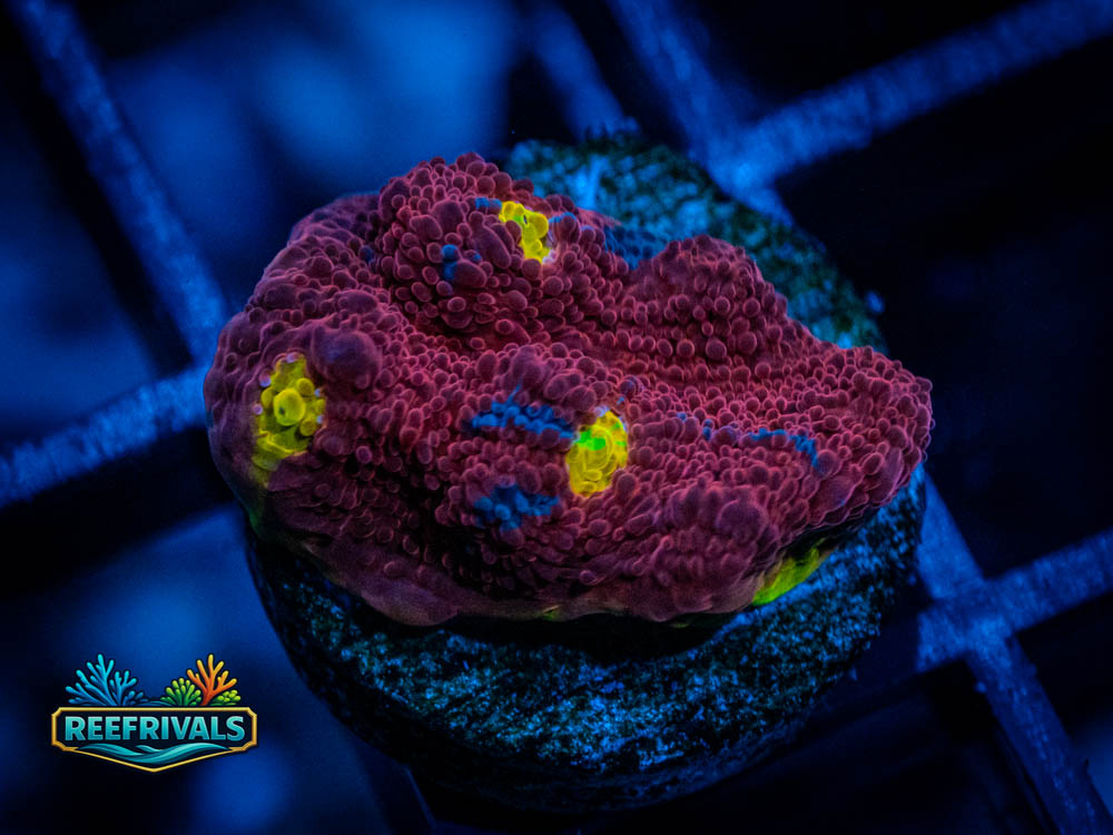 RVL Jellybean Chalice coral image from ReefRivals, listed as Echinophyllia sp. and SPS Plating