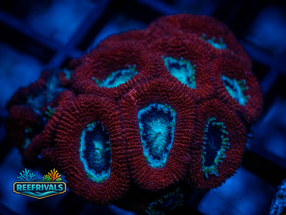 RVL Red Wedding Acan WYSIWYG coral image | ReefRivals RVL Red Wedding Acan coral image from ReefRivals, listed as Acanthastrea lordhowensis and Acans