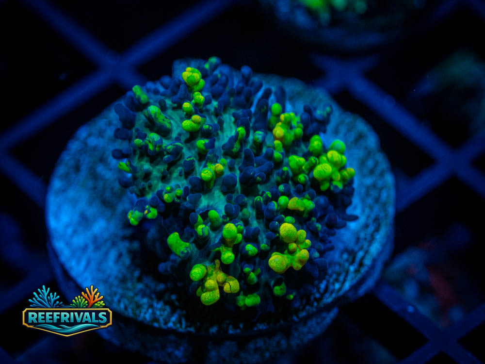 CC Magic Carpet Mushroom WYSIWYG coral image | ReefRivals CC Magic Carpet Mushroom coral image from ReefRivals, listed as Rhodactis sp. and Mushrooms