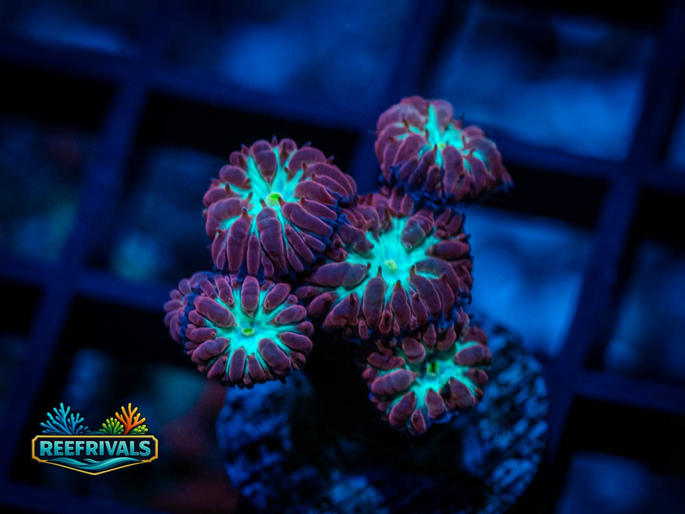 WWC Twilight Blasto WYSIWYG coral image | ReefRivals WWC Twilight Blasto coral image from ReefRivals, listed as Blastomussa sp. and LPS Fleshy