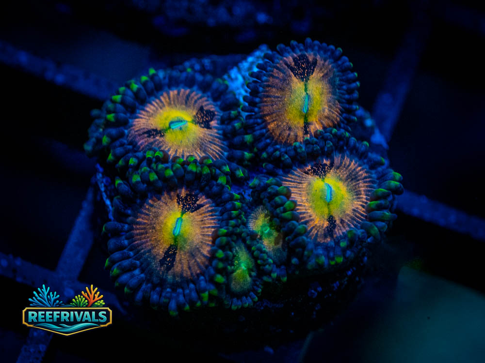 TSA Sakura Zoanthids Coral coral image from ReefRivals, listed as Zoanthus sp. and Zoas