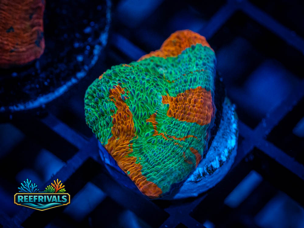 RVL Rainbow Chalice coral image from ReefRivals, listed as Echinophyllia sp. and SPS Plating