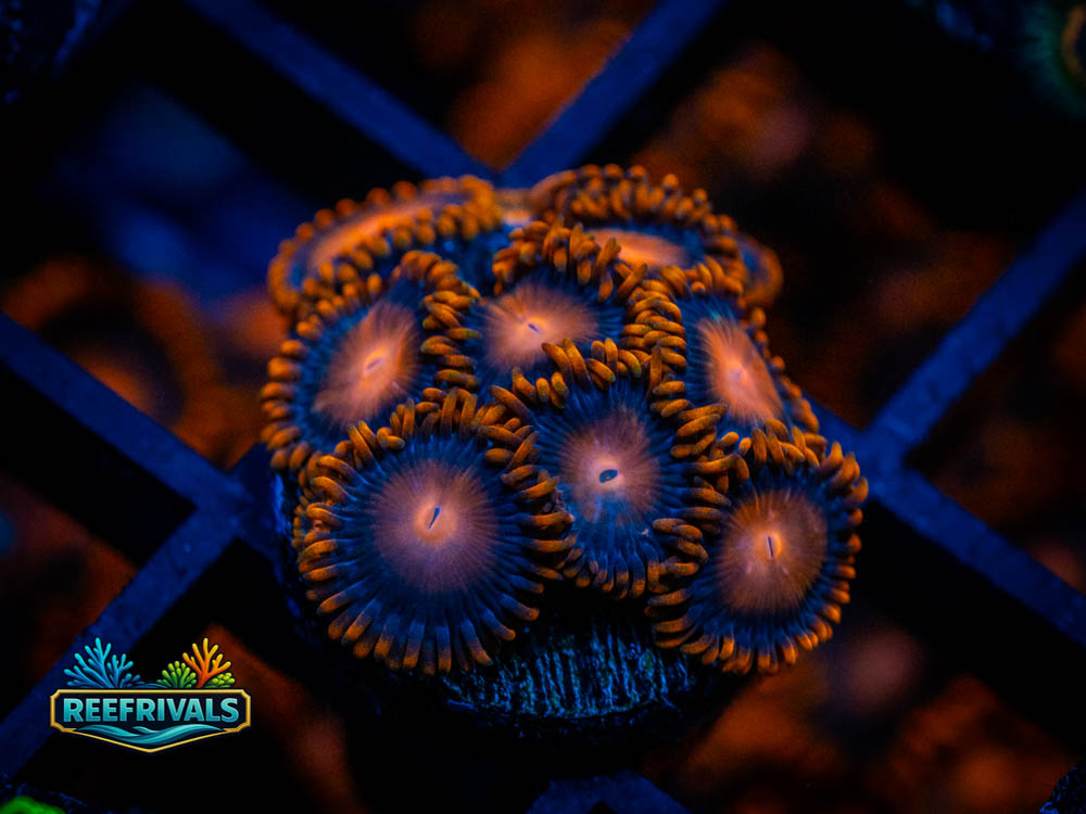 ECC Bam Bam Zoanthid WYSIWYG coral image | ReefRivals ECC Bam Bam Zoanthid coral image from ReefRivals, listed as Zoanthus sp. and Zoas