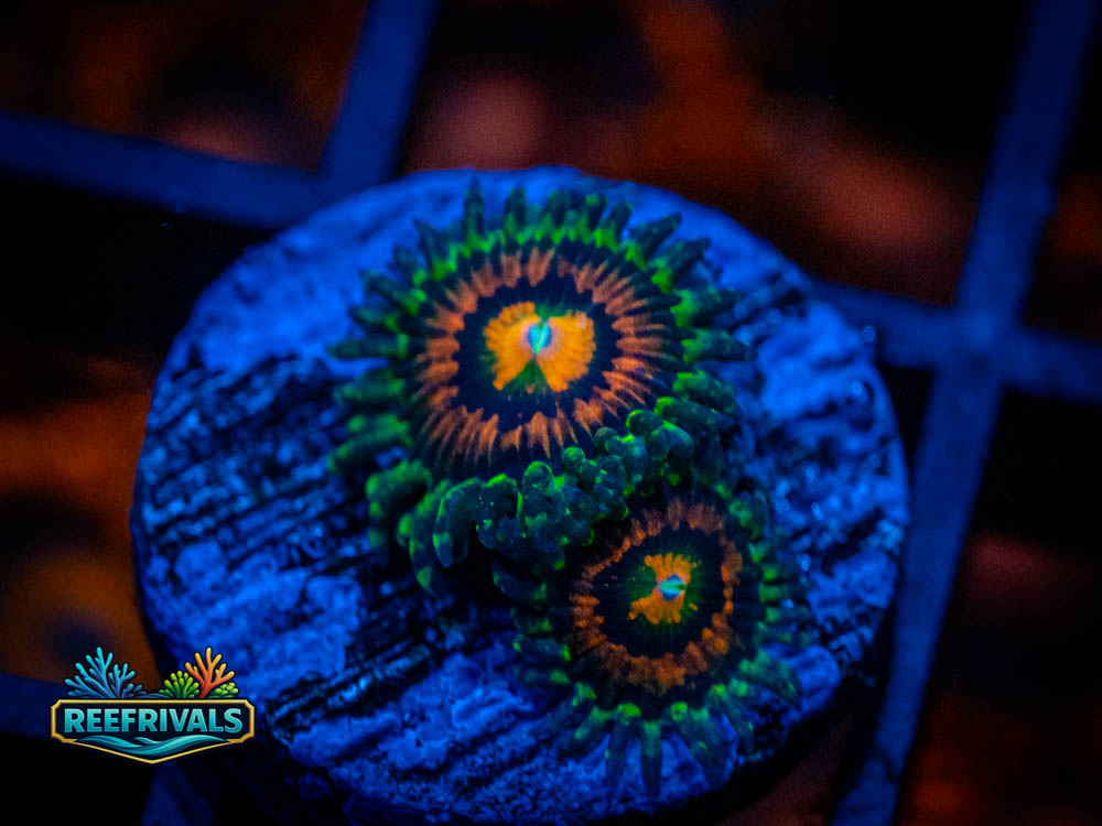 ECC Rainbow Incinerator Zoanthid WYSIWYG coral image | ReefRivals ECC Rainbow Incinerator Zoanthid coral image from ReefRivals, listed as Zoanthus sp. and Zoas