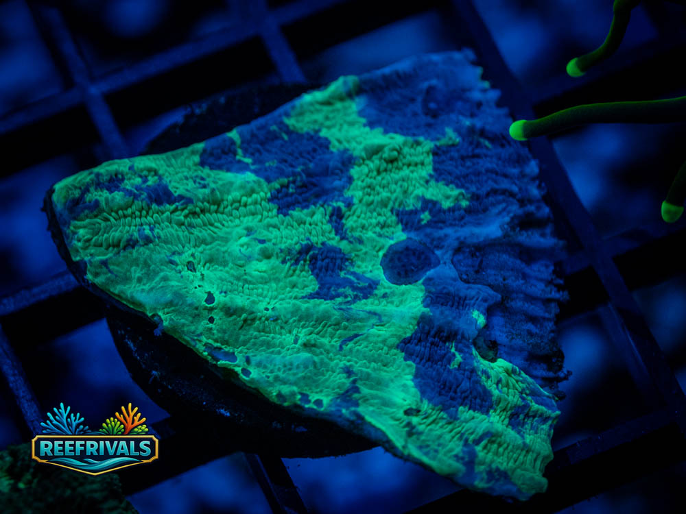 RVL Bioshock Monti WYSIWYG coral image | ReefRivals RVL Bioshock Monti coral image from ReefRivals, listed as Montipora sp. and Montis