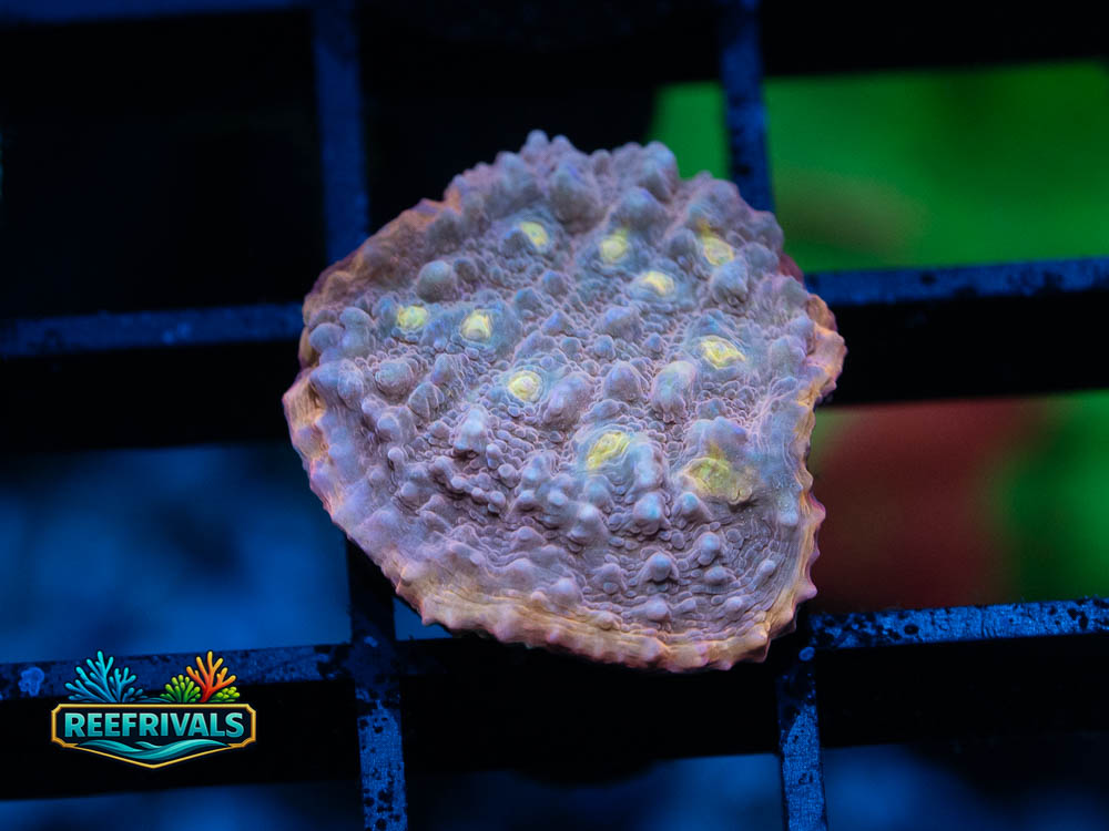 RVL Proper Peach Chalice coral image from ReefRivals, listed as Echinophyllia sp. and Chalices