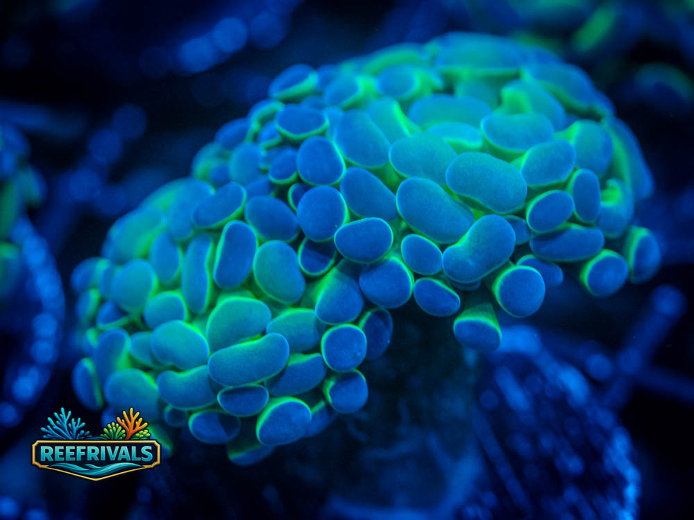 WWC Double Hologram Hammer coral image from ReefRivals, listed as Euphyllia ancora and Hammers