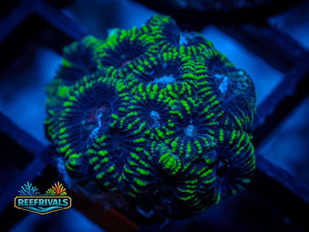 TG Midnight Princess Favia WYSIWYG coral image | ReefRivals TG Midnight Princess Favia coral image from ReefRivals, listed as Favia sp. and Favias