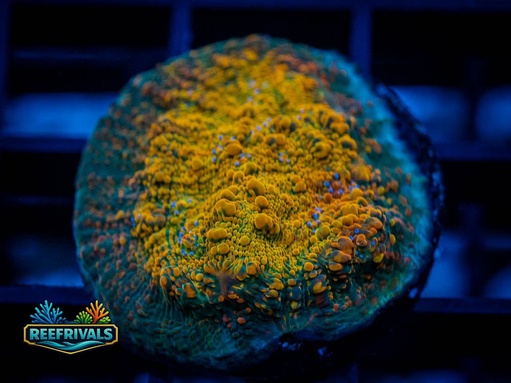 WWC Stellaria Chalice WYSIWYG coral image | ReefRivals WWC Stellaria Chalice coral image from ReefRivals, listed as Echinophyllia sp. and Chalices