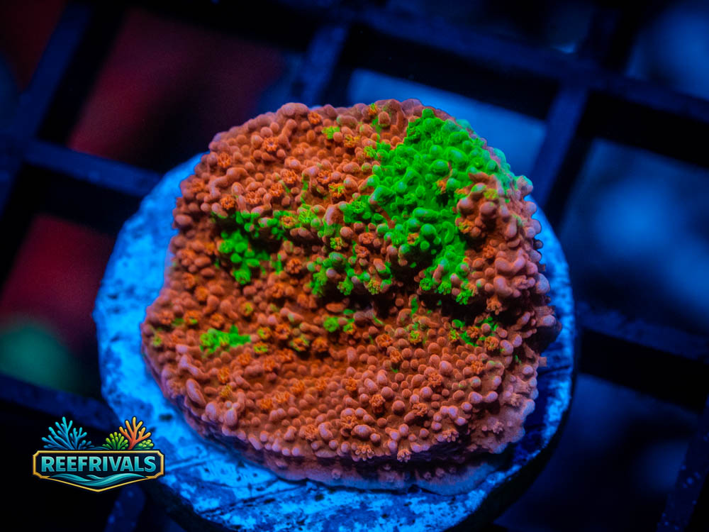 IJAM Sunset Montipora coral image from ReefRivals, listed as Montipora sp. and Montis