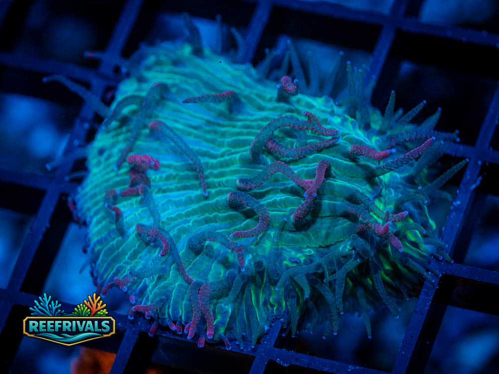 TSA Strawberry Ice Fungia WYSIWYG coral image | ReefRivals TSA Strawberry Ice Fungia coral image from ReefRivals, listed as Fungia sp. and LPS Fleshy