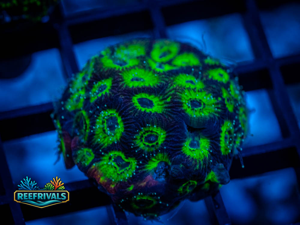Ultra War Coral Favia WYSIWYG image | ReefRivals Ultra War Coral Favia coral image from ReefRivals, listed as Favia sp. and Favias