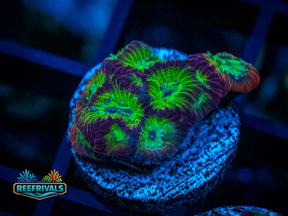 JF Dayglow Favia WYSIWYG coral image | ReefRivals JF Dayglow Favia coral image from ReefRivals, listed as Favia sp. and Favias