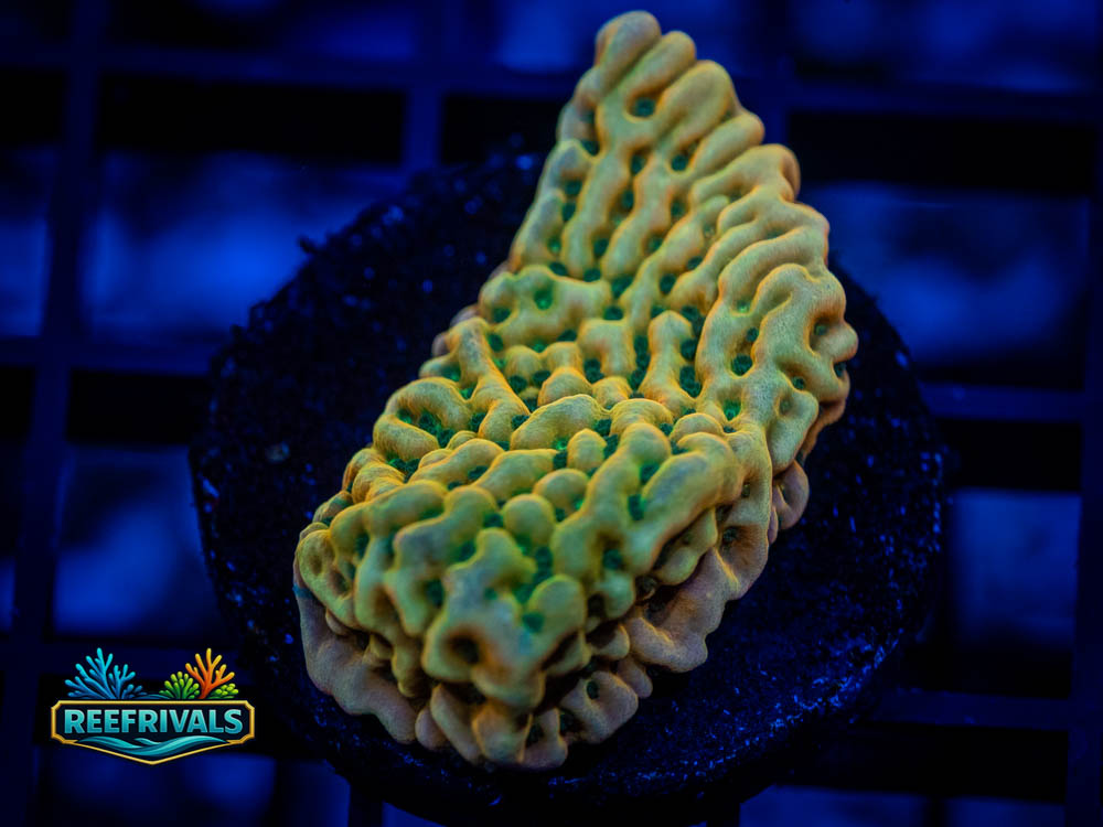 JF Beach Bum Montipora WYSIWYG coral image | ReefRivals JF Beach Bum Montipora coral image from ReefRivals, listed as Montipora sp. and Montis