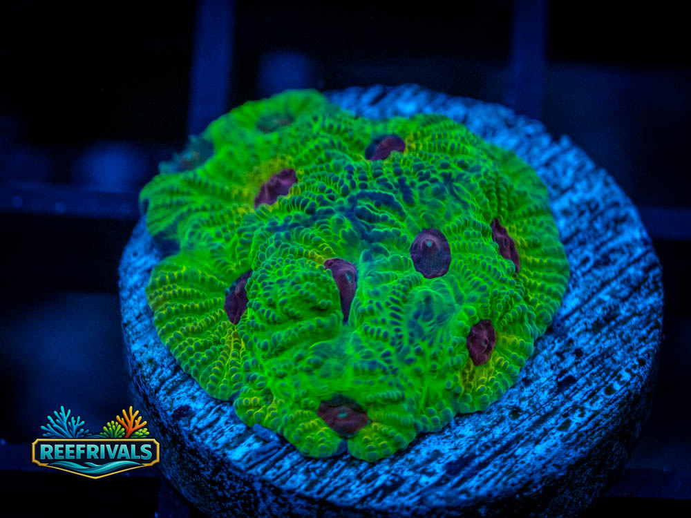ECC Purple Passion Favia WYSIWYG coral image | ReefRivals ECC Purple Passion Favia coral image from ReefRivals, listed as Favia sp. and Favias