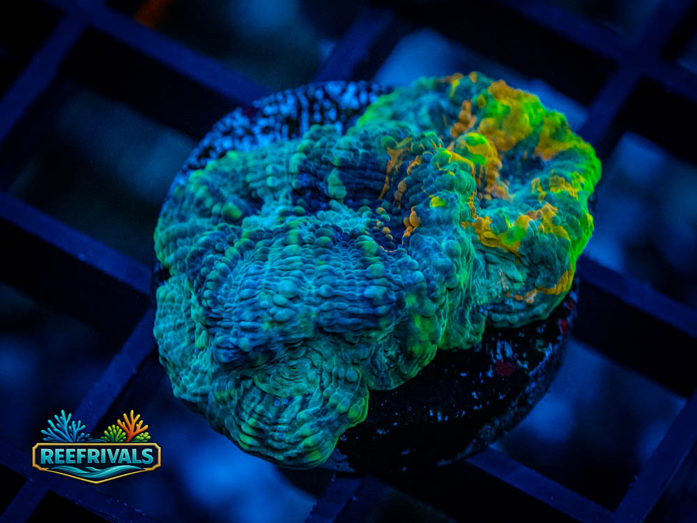 UC Wipeout Acan WYSIWYG coral image | ReefRivals UC Wipeout Acan coral image from ReefRivals, listed as Acanthastrea echinata and Acans