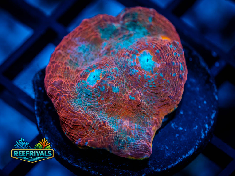 UC Dungeon Boss Chalice WYSIWYG coral image | ReefRivals UC Dungeon Boss Chalice coral image from ReefRivals, listed as Echinophyllia sp. and Chalices