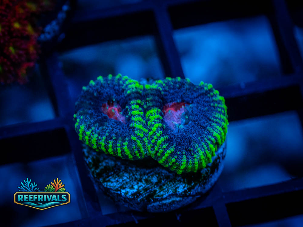 WWC Pinko de Gallo Favia coral image from ReefRivals, listed as Favia sp. and Favias