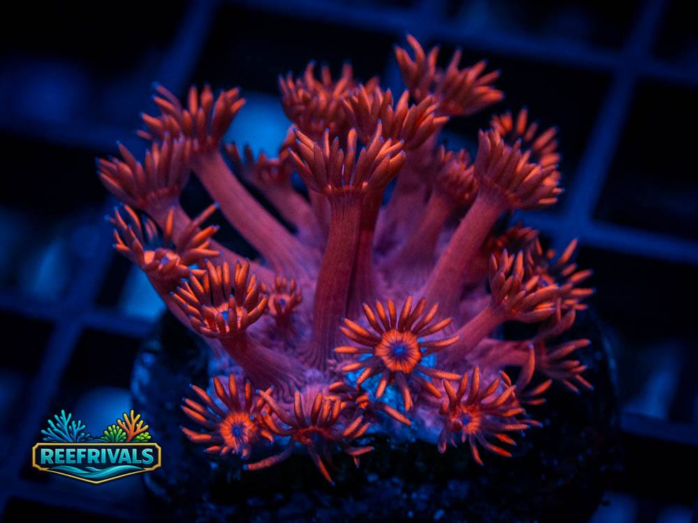 WWC Inferno Goniopora coral image from ReefRivals, listed as Goniopora sp. and Gonis