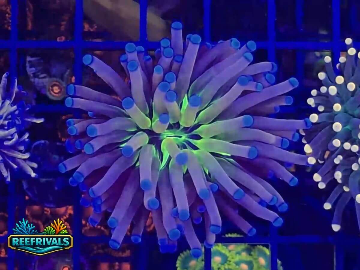 RVL Plasmasphere Torch WYSIWYG coral image | ReefRivals RVL Plasmasphere Torch coral image from ReefRivals, listed as Euphyllia glabrescens and Torches