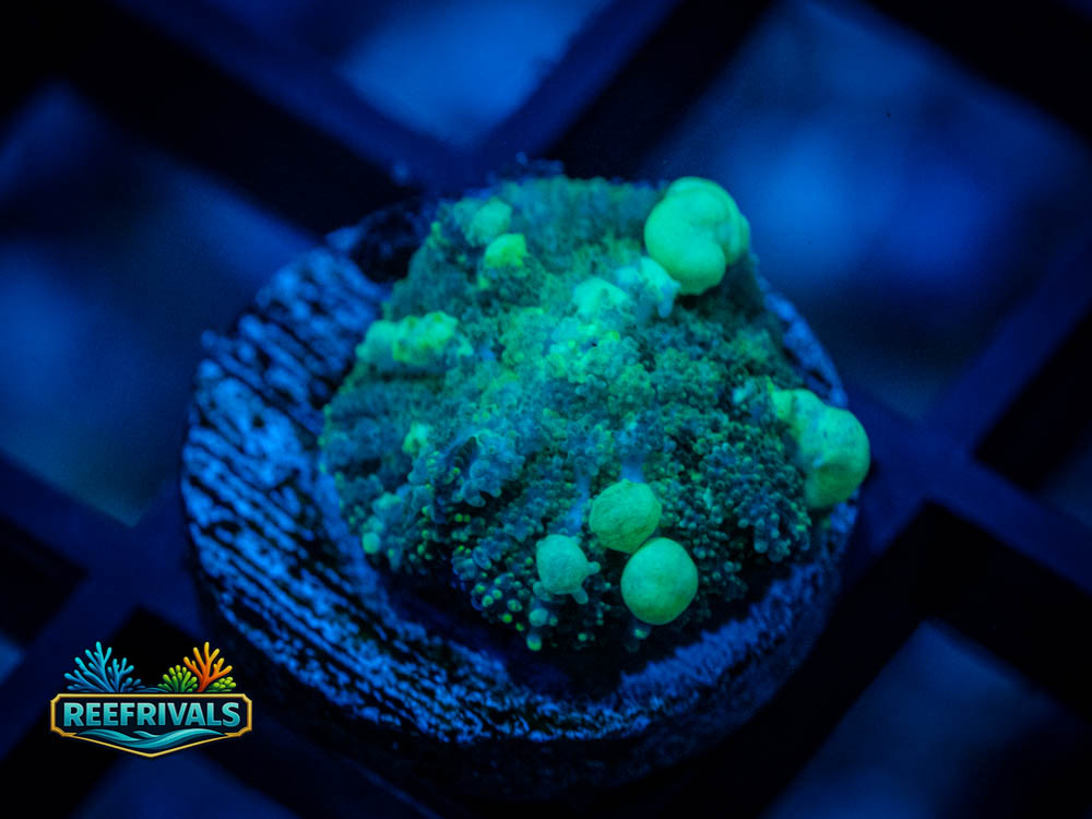UC Shrek Bounce Mushroom WYSIWYG coral image | ReefRivals UC Shrek Bounce Mushroom coral image from ReefRivals, listed as Rhodactis sp. and Mushrooms