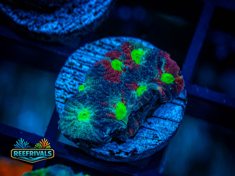 Ultra War Coral Favia WYSIWYG image | ReefRivals Ultra War Coral Favia coral image from ReefRivals, listed as Favia sp. and Favias