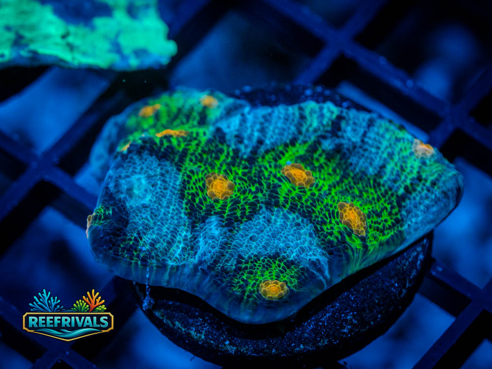 JF Avatar Chalice coral image from ReefRivals, listed as Echinophyllia sp. and Chalices