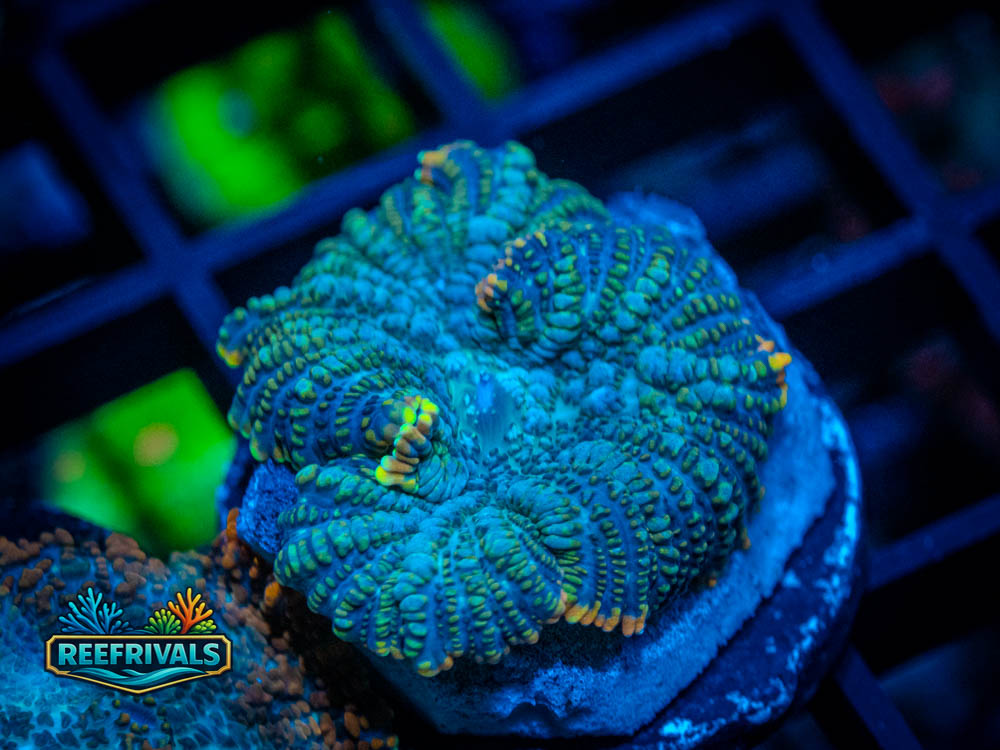 RVL Warp Tour Mushroom WYSIWYG coral image | ReefRivals RVL Warp Tour Mushroom coral image from ReefRivals, listed as Rhodactis sp. and Mushrooms