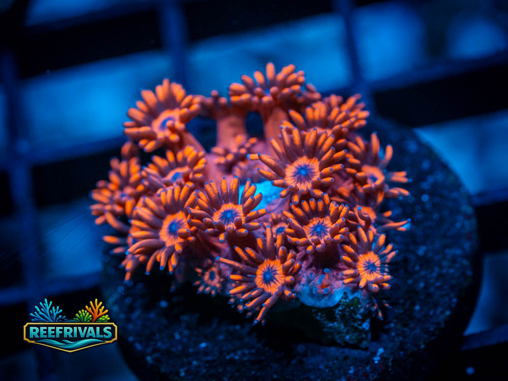 ECC Kashmira Goni coral image from ReefRivals, listed as Goniopora sp. and Gonis