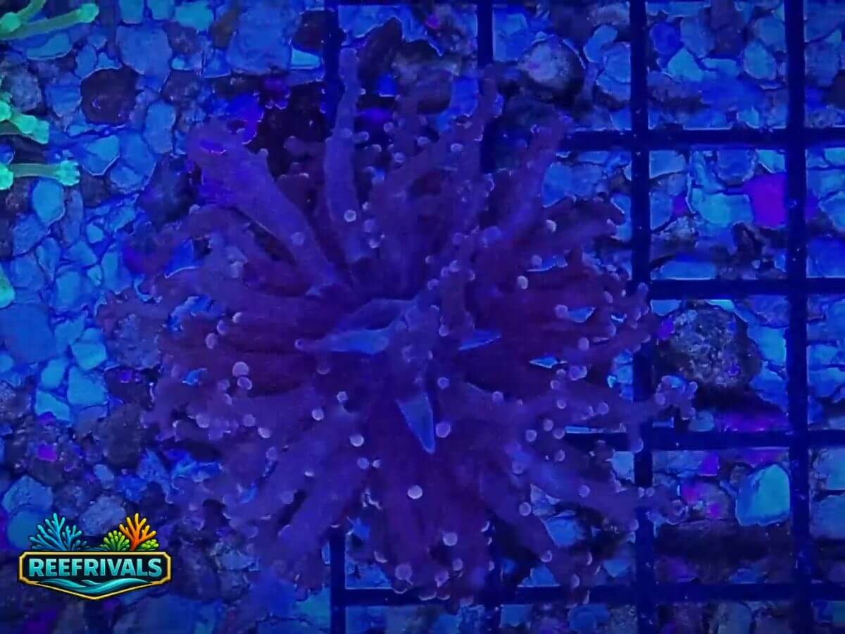 RVL Dark Matter Frogspawn WYSIWYG coral image | ReefRivals RVL Dark Matter Frogspawn coral image from ReefRivals, listed as Euphyllia divisa and Frogspawn