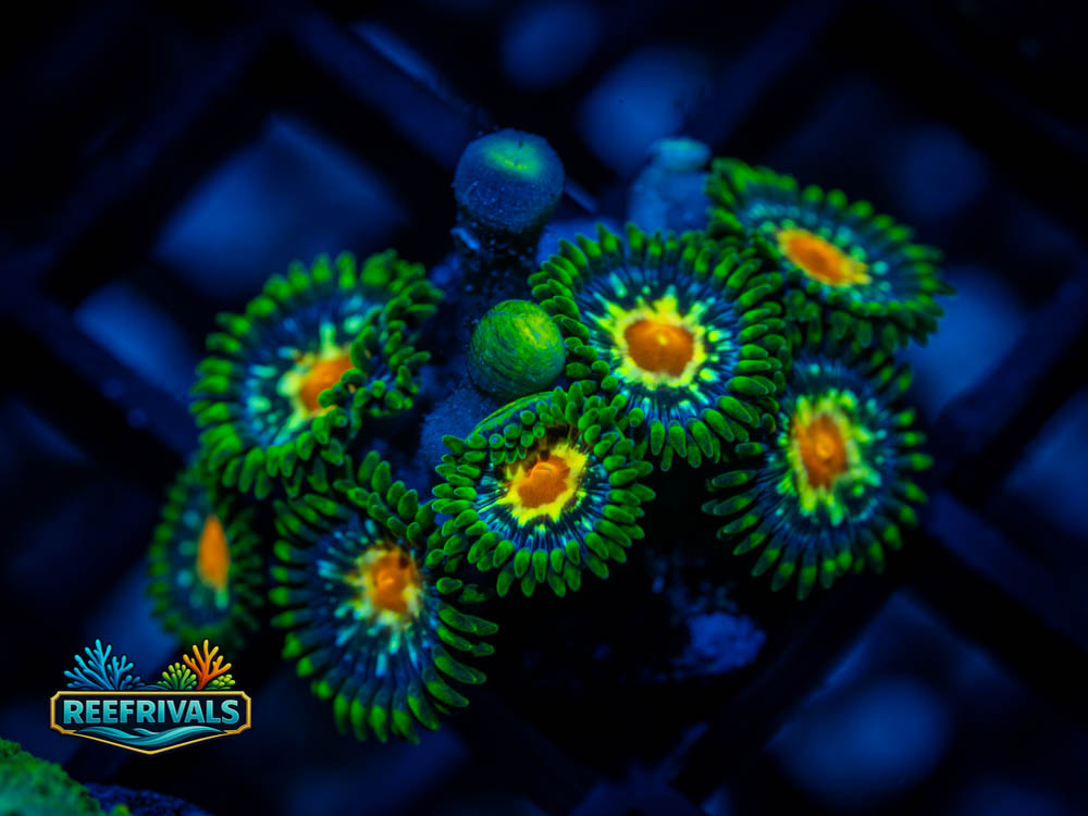 WWC Dasiy Cutters Zoa WYSIWYG coral image | ReefRivals WWC Dasiy Cutters Zoa coral image from ReefRivals, listed as Zoanthid sp. and Zoas