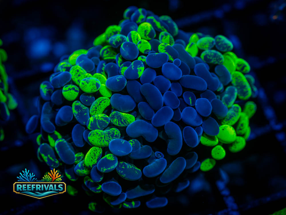 ECC Toxic Splash Hammer coral image from ReefRivals, listed as Euphyllia Ancora and Hammers