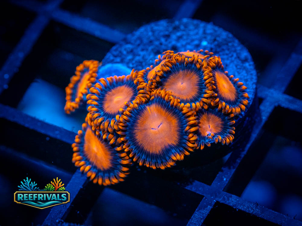 ECC Bam Bam Zoa coral image from ReefRivals, listed as Zoanthid sp. and Zoas