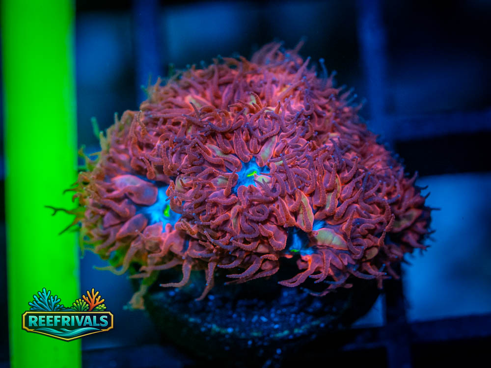 ECC Blue Raven Blasto coral image from ReefRivals, listed as Blastomussa Merletti and LPS Fleshy