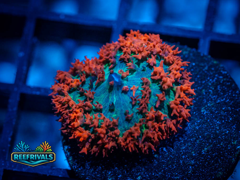 Ultra Saint Thomas Mushroom WYSIWYG coral image | ReefRivals Ultra Saint Thomas Mushroom coral image from ReefRivals, listed as Rhodactis sanctithomae and Mushrooms
