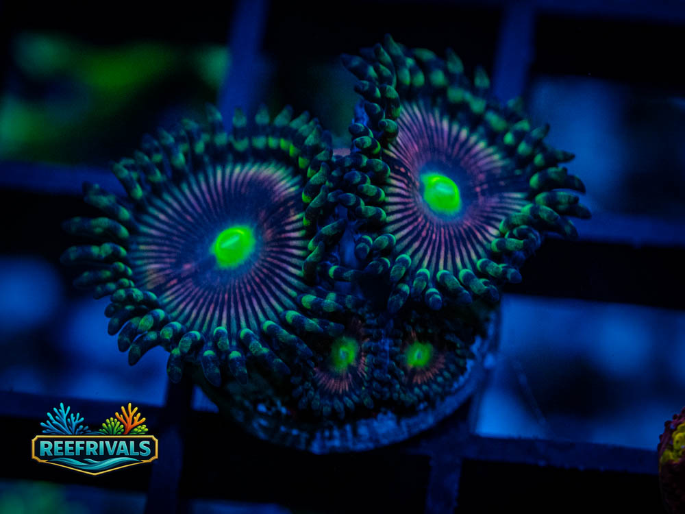 TSA God of War Zoa WYSIWYG coral image | ReefRivals TSA God of War Zoa coral image from ReefRivals, listed as Zoanthid sp. and Zoas