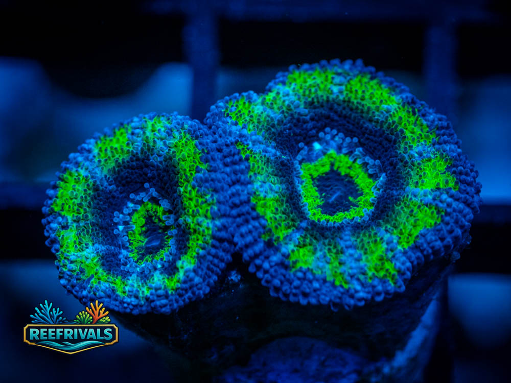 RVL Toxic Plum Acan coral image from ReefRivals, listed as Acan Lordhowensis and Acans
