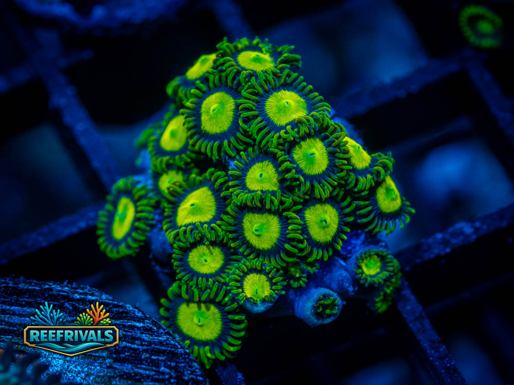 WWC King Midas Zoa WYSIWYG coral image | ReefRivals WWC King Midas Zoa coral image from ReefRivals, listed as Zoanthid sp. and Zoas