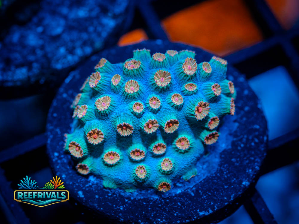 TG Meteor Shower coral image from ReefRivals, listed as Cyphastrea sp. and Encrusting