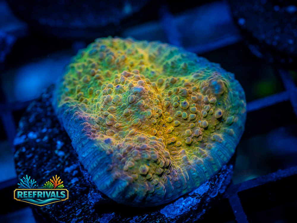 ECC Mummy Eye Chalice coral image from ReefRivals, listed as Echinophyllia sp and Chalices