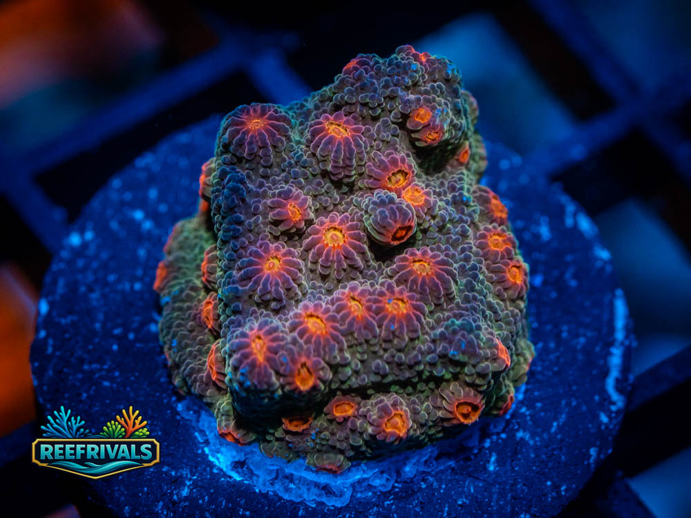 TG Flicka Flame coral image from ReefRivals, listed as Cyphastrea sp and Encrusting
