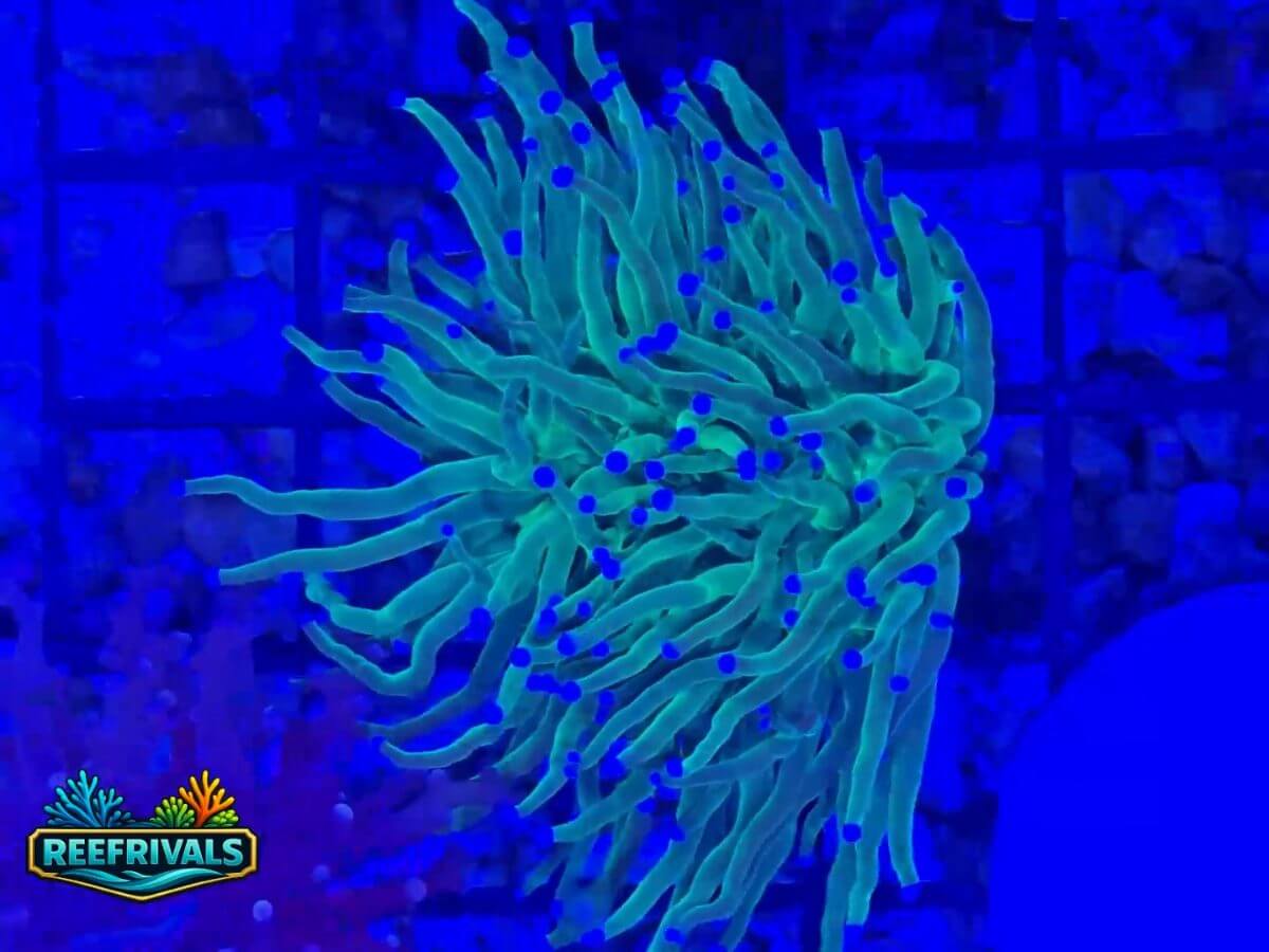 TSA Holy Grail Torch WYSIWYG coral image | ReefRivals TSA Holy Grail Torch coral image from ReefRivals, listed as Euphyllia sp. and Torches