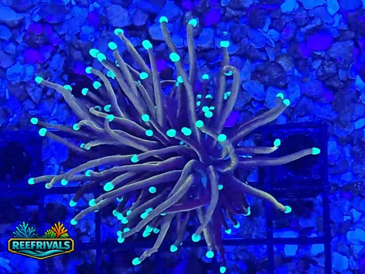 Indo Tiger Torch WYSIWYG coral image | ReefRivals Indo Tiger Torch coral image from ReefRivals, listed as Euphyllia sp. and Torches