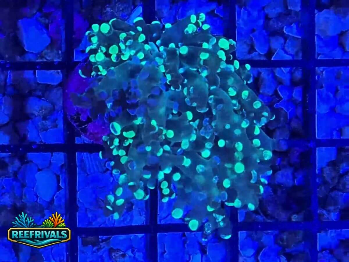 RVL Grafted Frogspawn WYSIWYG coral image | ReefRivals RVL Grafted Frogspawn coral image from ReefRivals, listed as Euphyllia sp and Frogspawn