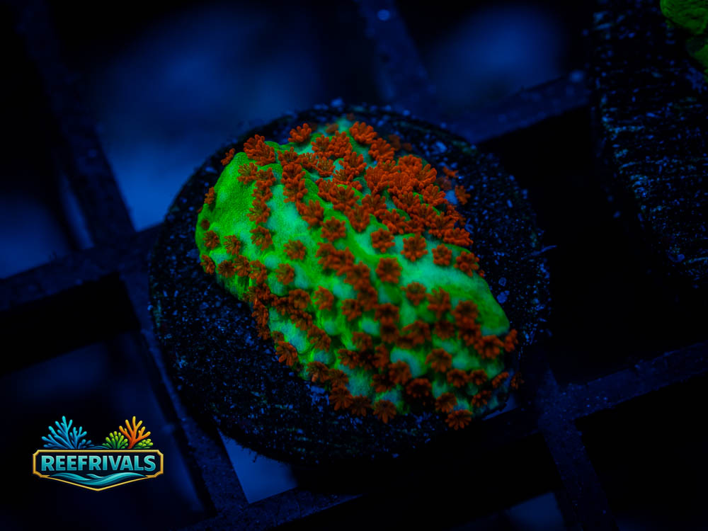 IJAM Chili Pepper Monti coral image from ReefRivals, listed as Montipora sp. and LPS Fleshy