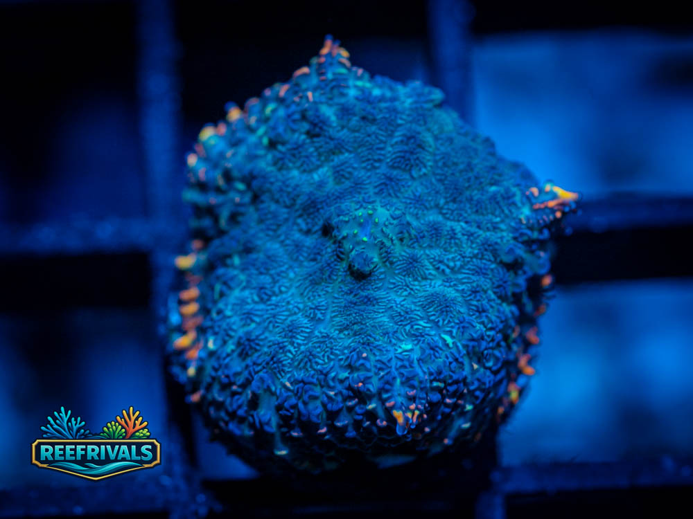 RVL Burnt Rim Rhodactis coral image from ReefRivals, listed as Rhodactis sp. and LPS Fleshy