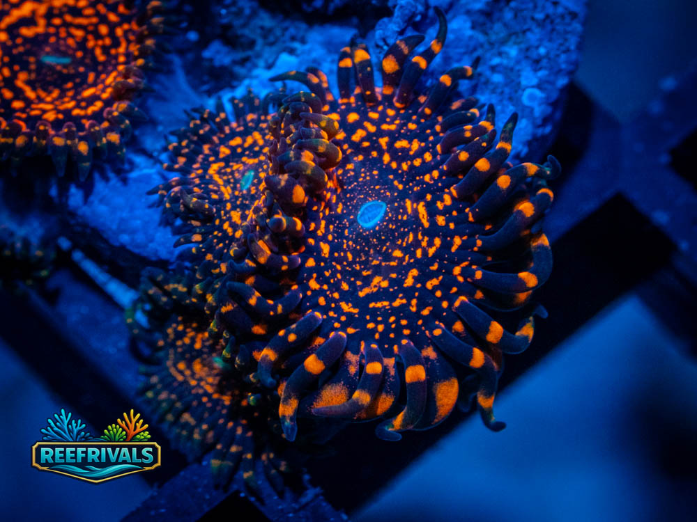 WWC Nightmare 2.0 Zoa coral image from ReefRivals, listed as Zoanthid sp. and Zoas