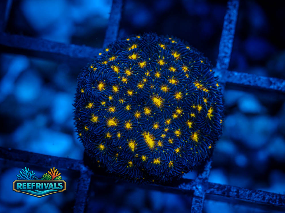 ECC Fireworks Lepto WYSIWYG coral image | ReefRivals ECC Fireworks Lepto coral image from ReefRivals, listed as Leptoseris sp. and LPS Fleshy