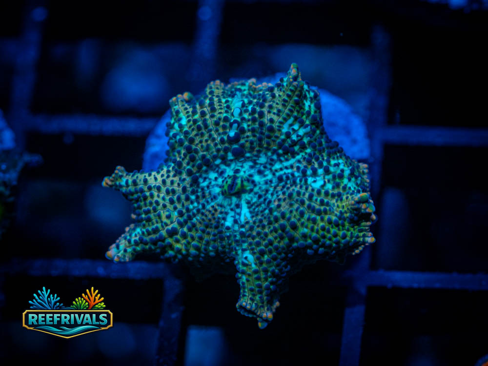 WWC Leopard Skin Disco coral image from ReefRivals, listed as Discoma sp. and LPS Fleshy