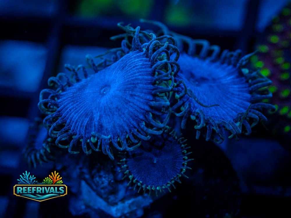 Purple Death Paly WYSIWYG coral image | ReefRivals Purple Death Paly coral image from ReefRivals, listed as Palythoa sp. and Zoas